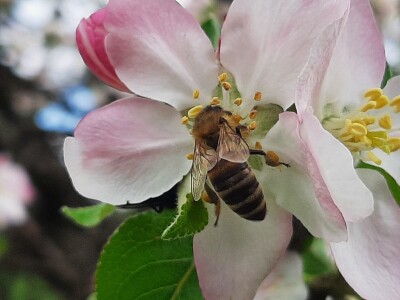 Pčele ne vole vetrovito vreme