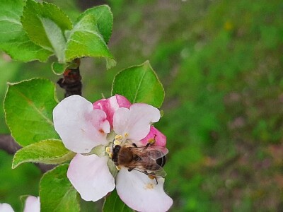 Pčele ne vole vetrovito vreme