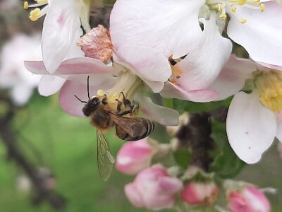 Pčele ne vole vetrovito vreme