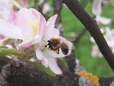 Pčele ne vole vetrovito vreme
