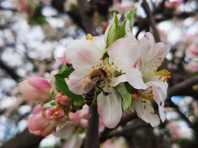 Pčele ne vole vetrovito vreme