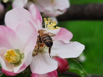 Pčele ne vole vetrovito vreme