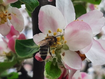 Pčele ne vole vetrovito vreme