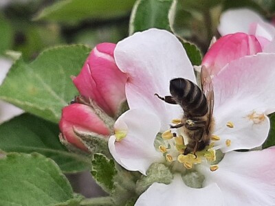Pčele ne vole vetrovito vreme