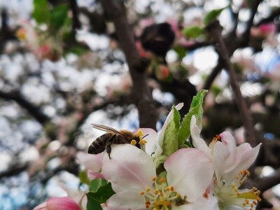 Pčele ne vole vetrovito vreme