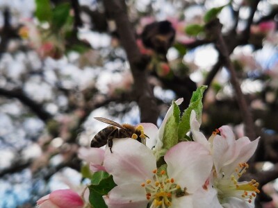 Pčele ne vole vetrovito vreme
