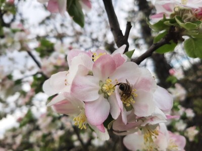 Pčele ne vole vetrovito vreme