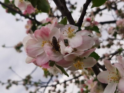 Pčele ne vole vetrovito vreme