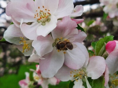 Pčele ne vole vetrovito vreme