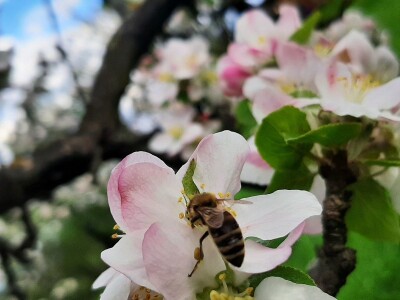 Pčele ne vole vetrovito vreme