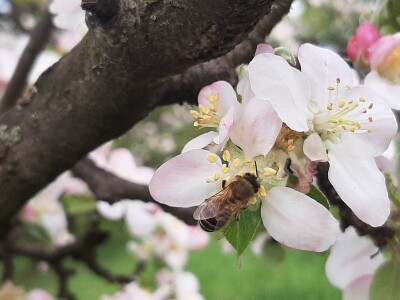 Pčele ne vole vetrovito vreme