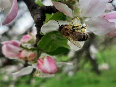 Pčele ne vole vetrovito vreme