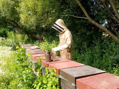 Pčele Nikole Pratnemera