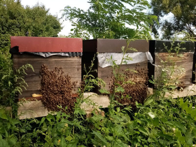 Pčele Nikole Pratnemera