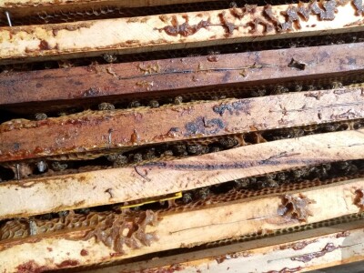 Pčele Nikole Pratnemera