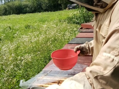 Pčele Nikole Pratnemera