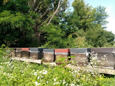 Pčele Nikole Pratnemera