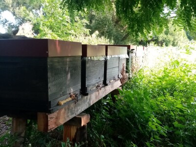 Pčele Nikole Pratnemera