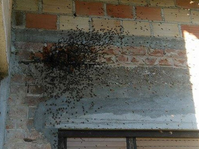 Pčele u vrijeme dolaska