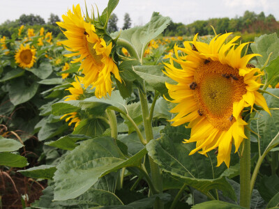 Suncokret je odlično medio