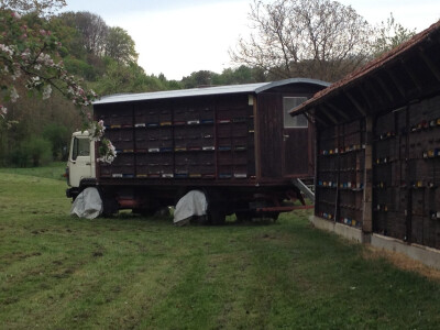 Pčelinjaci su cijele godine u đurđevačkom dijelu Podravine Pčelinjaci su cijele godine u đurđevačkom dijelu Podravine
