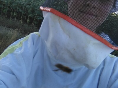 Pčelinjak i suncokreti