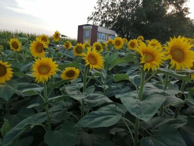 Pčelinjak i suncokreti