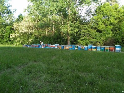 Pčelinjak i suncokreti