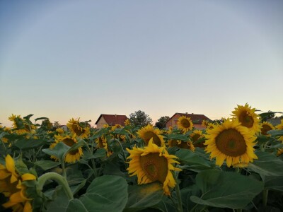 Pčelinjak i suncokreti