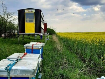 Pčelinjak i suncokreti