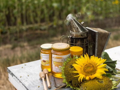 Pčelinjak i suncokreti