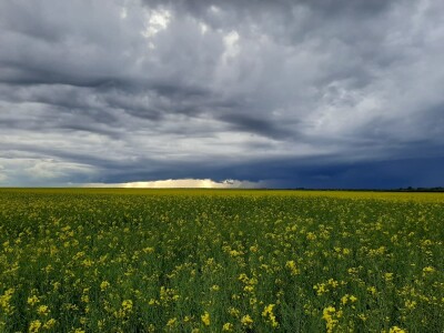Pčelinjak i suncokreti