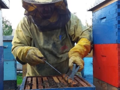 Pčelinjak porodice Rajčević