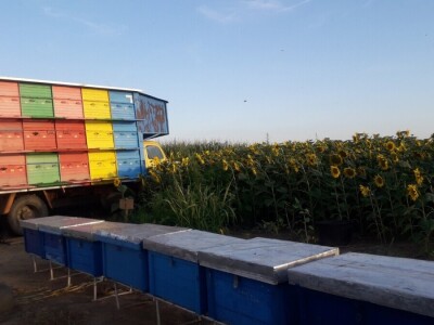 Pčelinjak porodice Vorgić