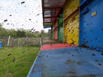 Pčelinjak porodice Vorgić