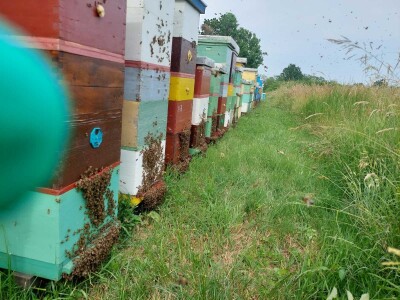 Pčelinjak Senada Hodžića