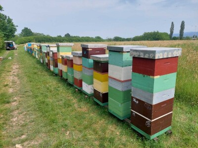 Pčelinjak Senada Hodžića