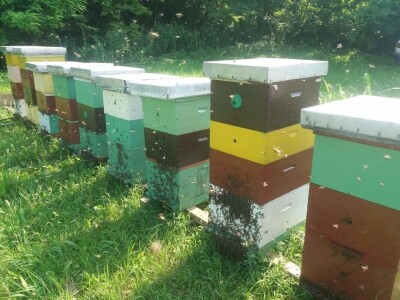 Pčelinjak Senada Hodžića