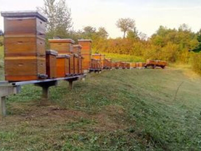 Pčelinjak Siniše Kokorića iz Slatine