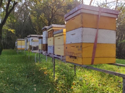 pčelinjak studeni pčelinjak studeni