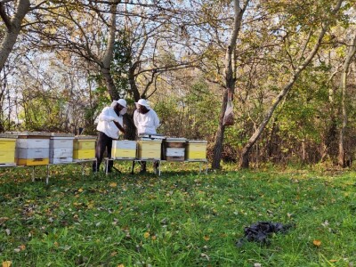 pčelinjak studeni pčelinjak studeni
