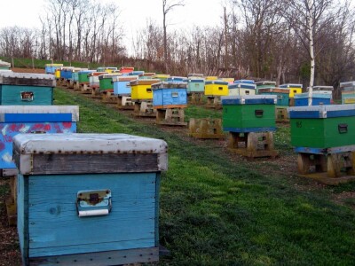 Košnice Radosava Veljovića