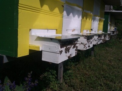 Pčelinjak Pčelinjak