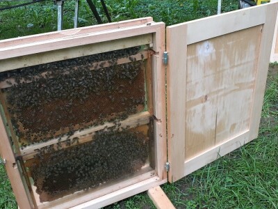 Pčelinji otrov Pčelinji otrov