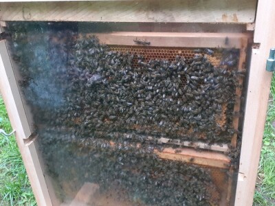 Pčelinji otrov Pčelinji otrov