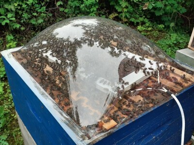 Pčelinji otrov Pčelinji otrov