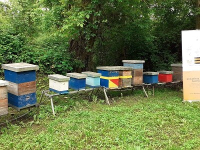 Pčelinji otrov Pčelinji otrov