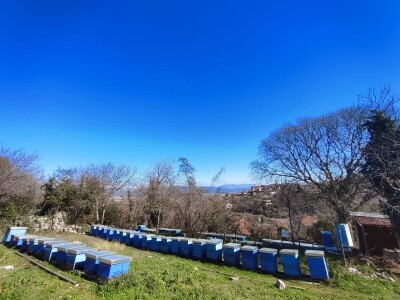 Pčelinji otrov u BiH jedan od najkvalitetnijih u Europi