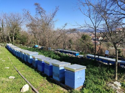 Pčelinji otrov u BiH jedan od najkvalitetnijih u Europi