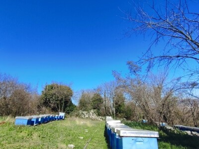 Pčelinji otrov u BiH jedan od najkvalitetnijih u Europi